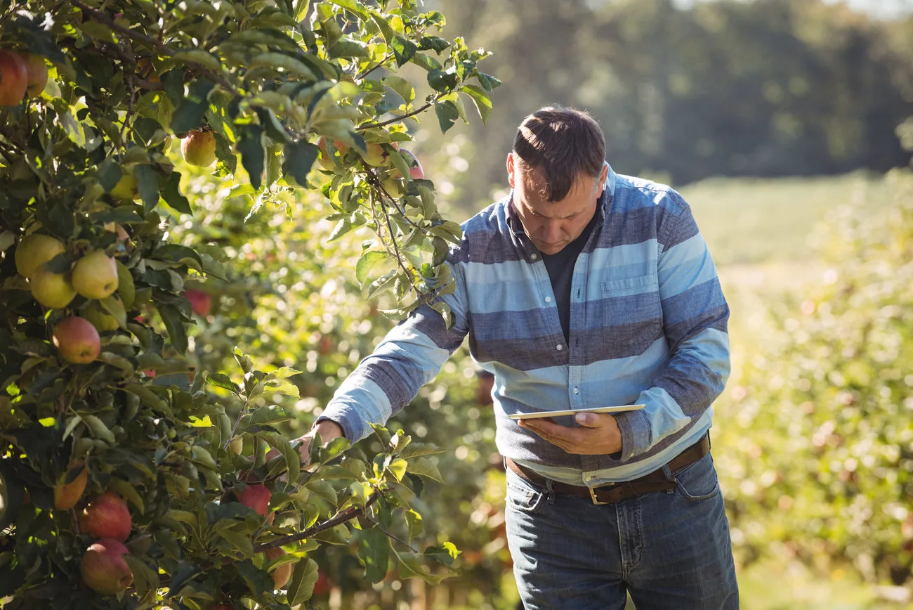 Agricultor utilizando una tablet mientras inspecciona un huerto.